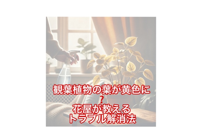 これからの季節に観葉植物の葉が黄色くなる・落ちる原因と対処法 