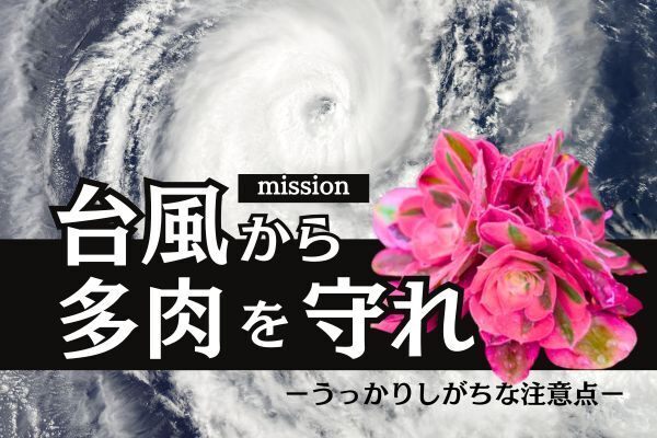 多肉植物の台風対策完全ガイド