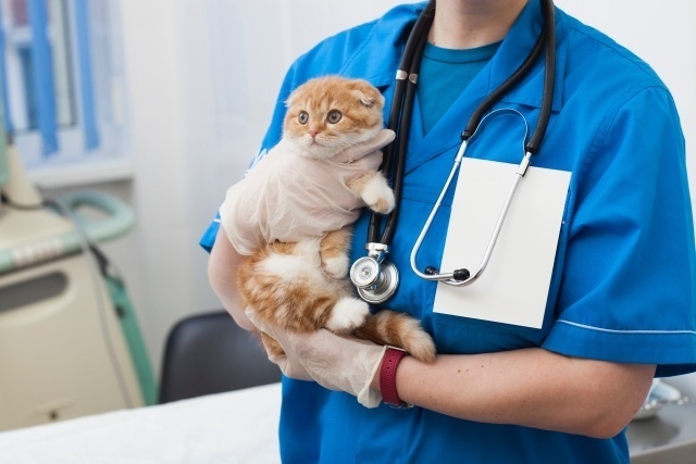 ペット(犬・猫)にかかる医療費の実際！　～どう備える？～