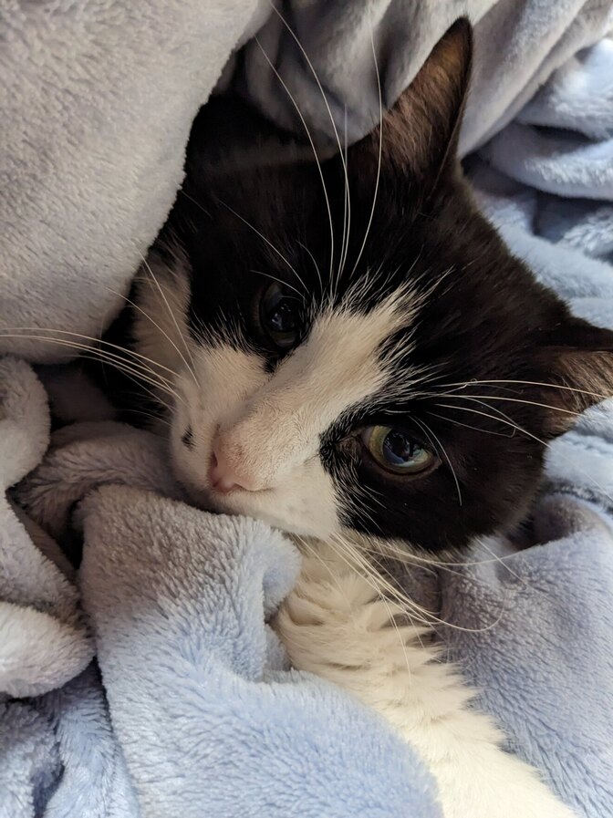 爪切りの嫌いな猫はどうする？