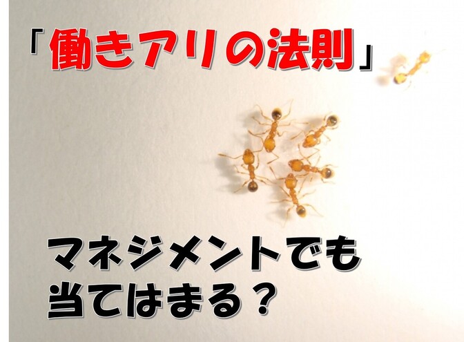 【マネジメント】”働きアリの法則” を用いて「仕事をしない人への対処法」を考えてみる。