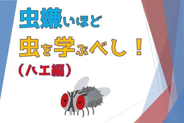 害虫退散!【ハエ編】