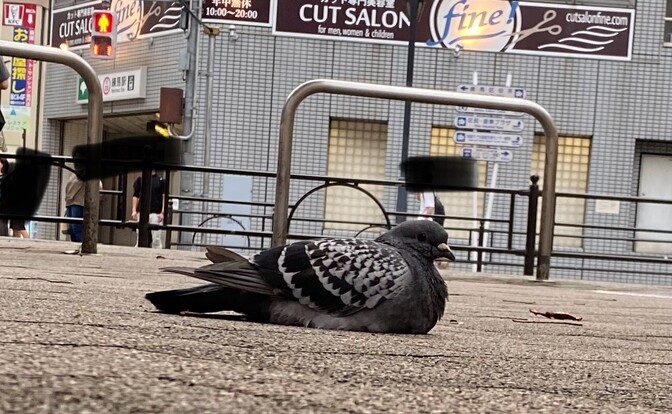 【鳩の観察】東京にいる鳩を撮ってみた【人と鳩】※野生の鳩サブレーを撮ったら更新