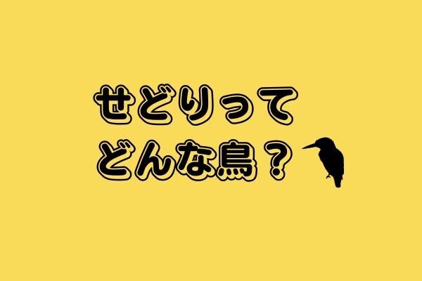 せどり？　どんな鳥？🐤と思った私が　入会半年でどう変わる？
