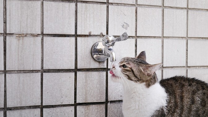 社会人男性の体験談｜水2リットルを1週間飲んで感じた変化とは？