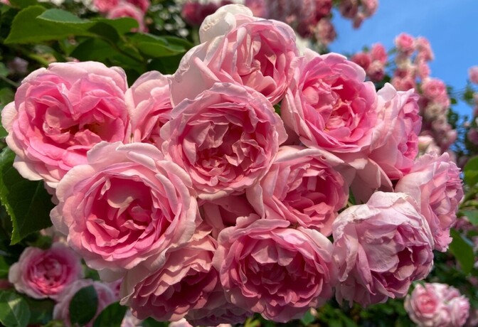 「種苗法」メルカリ　植物販売「育成者権」