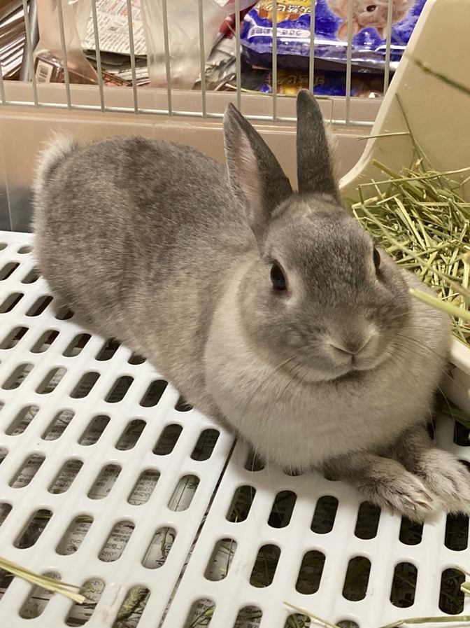 うさぎのマフについて　うさぎのマフでわかる人間の生活