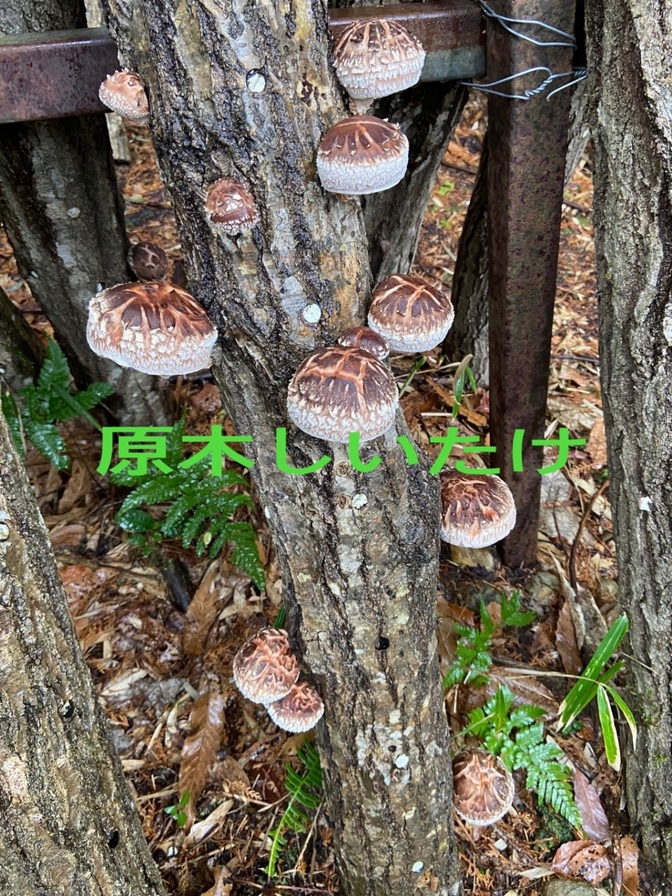 原木椎茸🍄‍🟫知ってますか？