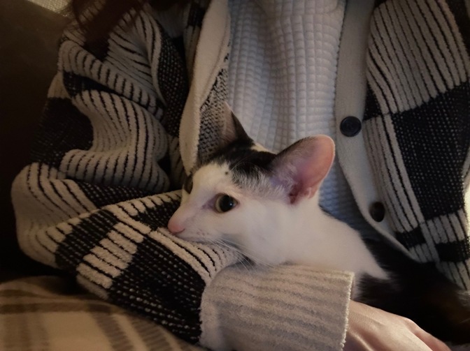 猫を飼って感じたメリットデメリット