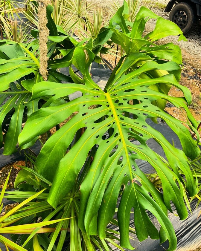 観葉植物入門者におすすめしたい！モンステラの魅力と育て方ガイド