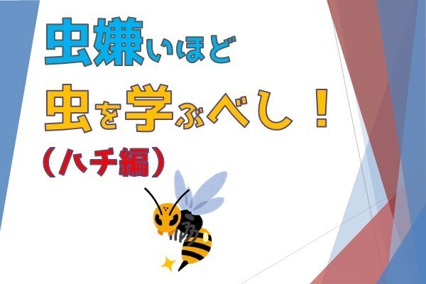 害虫退散！【ハチ編】