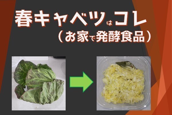 【今が旬】春キャベツは発酵させろ！