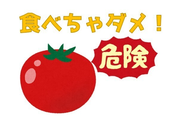 知らずに食べてない？トマトは毒がある危険食材！（前編）