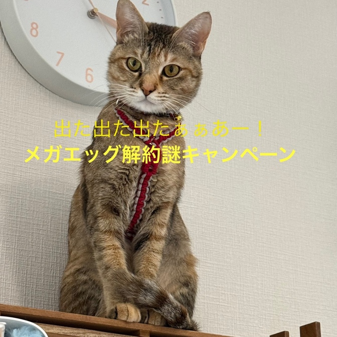 メガエッグ民が解約に際して直面した新事実！