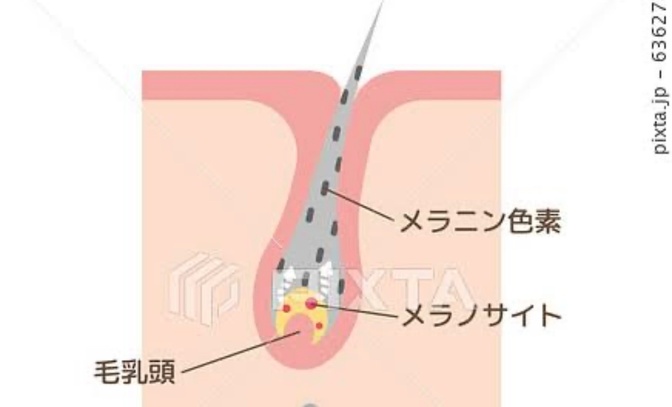 白髪の原因は？何故、白髪になるのか？