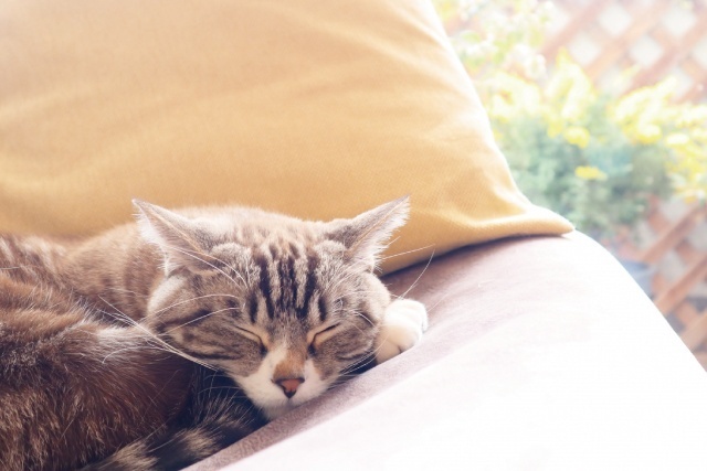 春はぐっすり眠ってストレス対策！