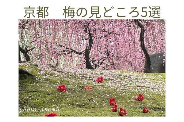【京都旅】京都の梅めぐり　見どころ5選