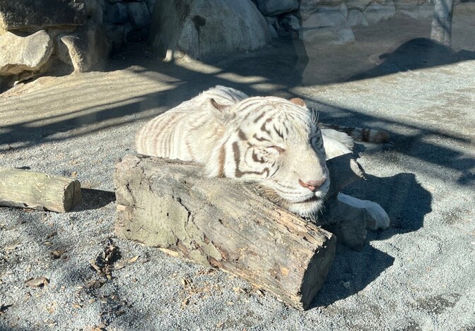 東武動物公園をお得に楽しむ！フリマアプリで「株主優待券」を活用しよう