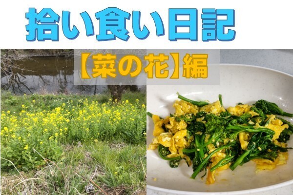 【拾い食い日記】菜の花　編