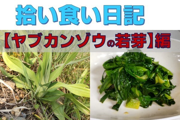 【拾い食い日記】ヤブカンゾウ（若芽）　編