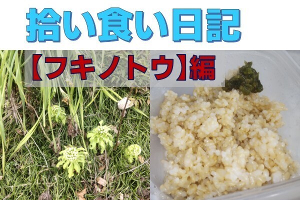 【拾い食い日記】フキノトウ　編