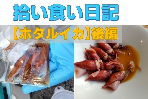 【拾い食い日記】ホタルイカ【後編】