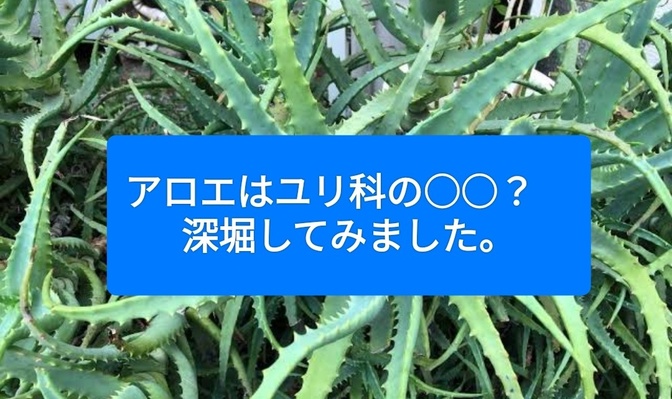 アロエはユリ科の○○？ 色々役立ちます。
