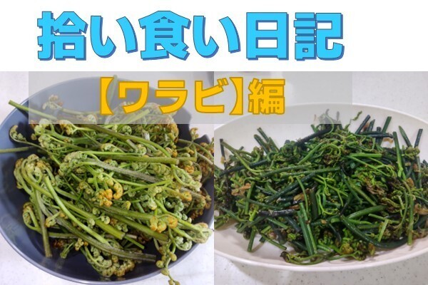 【拾い食い日記】ワラビ編