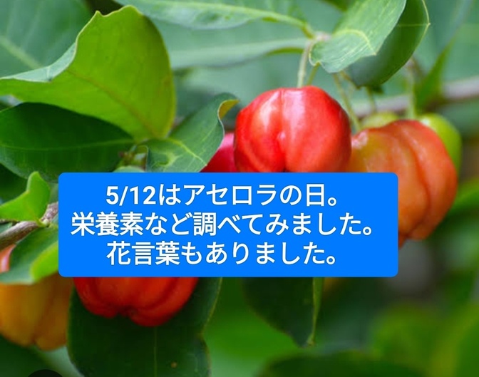 5/12はアセロラの日でした。豊富な栄養素な、花言葉もありました。