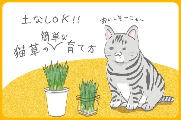 【愛猫に捧ぐ】土なしOK！猫草を超かんたんに育てる方法🌱