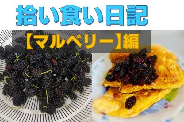 【拾い食い日記】マルベリー編