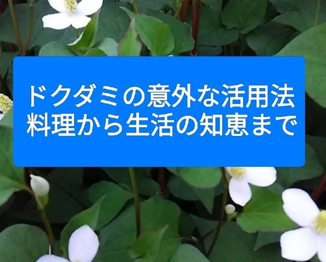 ドクダミの意外な活用法 - 料理から生活の知恵まで