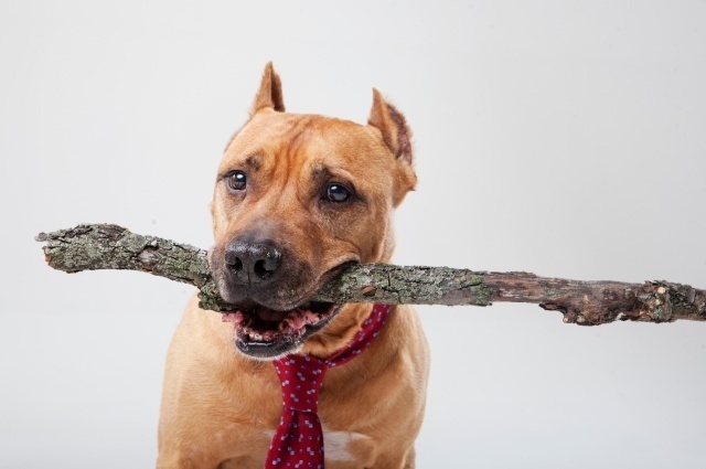 「犬も歩けば棒に当たる」〜人に会って、幸運のタネを拾った私〜