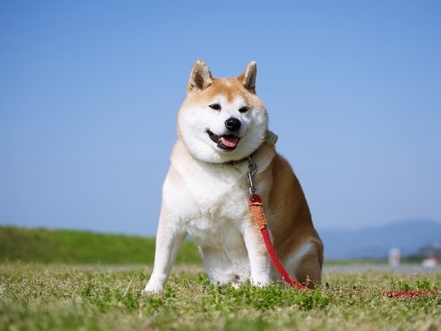 ペットにわたしは必要か？　〜わたしの場合〜