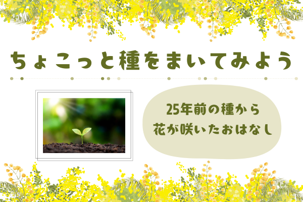 ちょこっと種をまいてみようー25年前の種から花が咲いたおはなしー