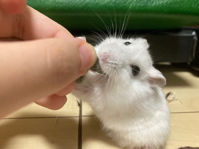 ハムスターをより値段を抑えて飼う方法