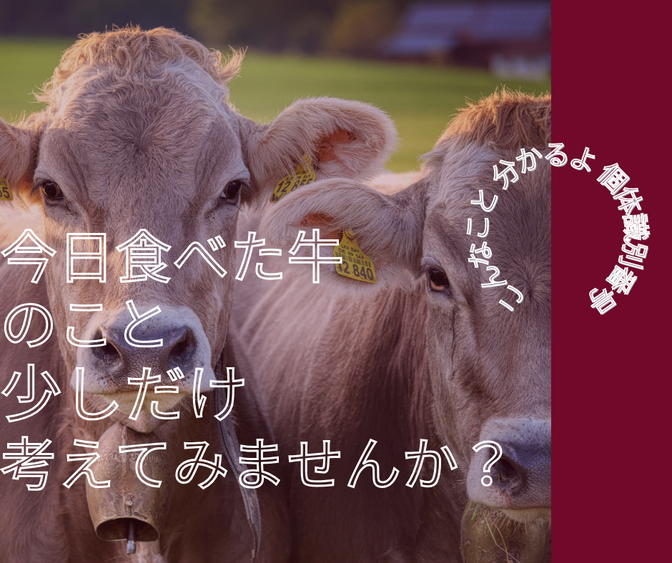 今日食べた牛のこと、少しだけ考えてみませんか？個体識別番号で分かるいろいろなこと