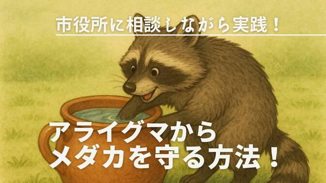 🦝【2025年版】アライグマ対策ガイド｜Y市役所の最新事情と“メダカを守る”方法まとめ