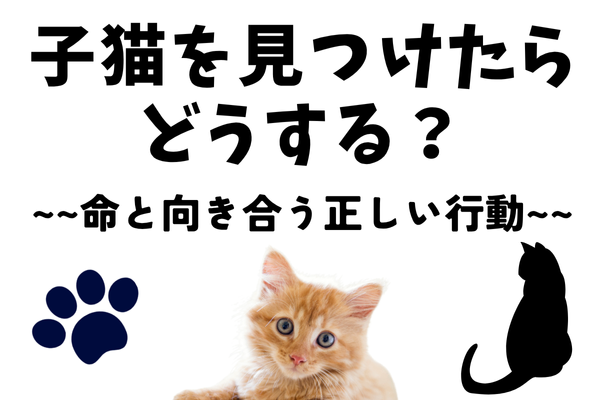 【保存版】外で子猫を見つけたらどうする？命と向き合う正しい行動