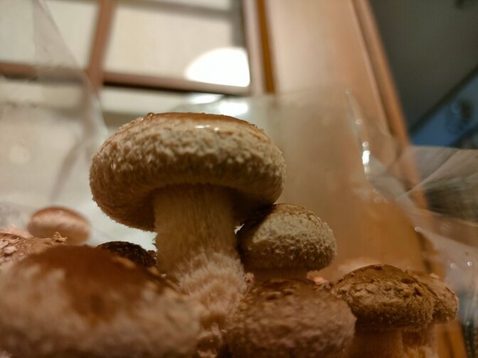 素人が家でキノコ(椎茸)育ててみた!