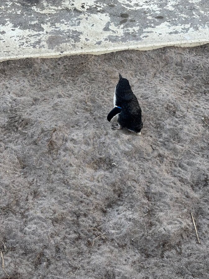 自炊ができると、投資で失敗しづらい理由