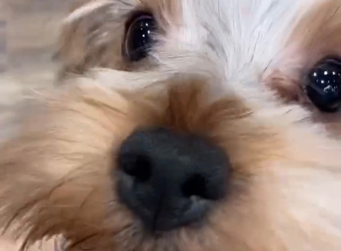 新しい家族に出会うまでの軌跡➁～出会いの場所は1箇所で即決しない～