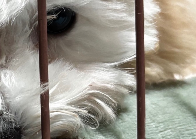 新しい家族に出会うまでの軌跡③〜ラスト〜