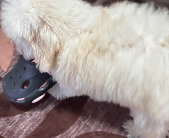 うちの家族になったTaroちゃん①～テディベアアイに慣れるまで～