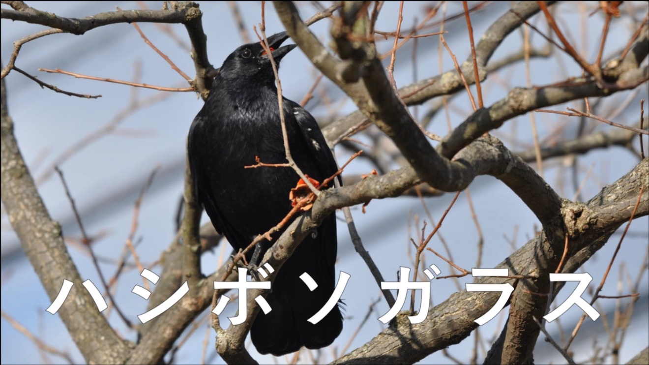 ハシボソガラス.jpeg