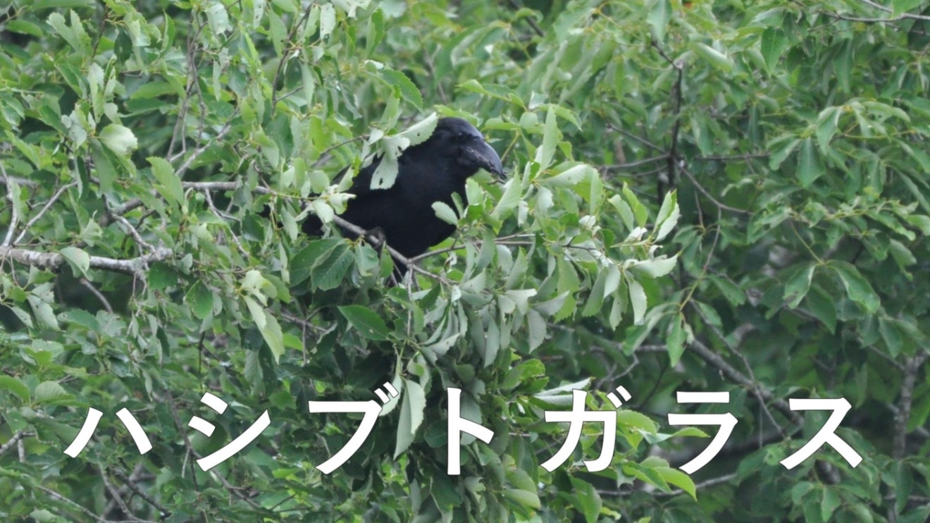 ハシブトガラス.jpeg