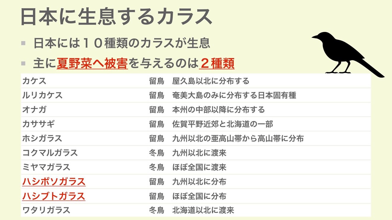日本に生息するカラス01.jpeg