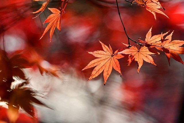 autumn-g6161bfec3_640.jpg