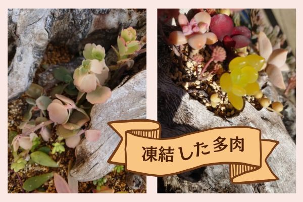 凍結多肉ノウハウ1.jpg