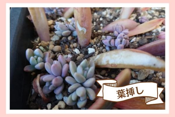 葉挿しノウハウ.jpg